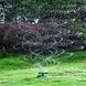 Ороситель для полива газона спринклер дождеватель круговой 360 Lawn Water Sprinkler / ART-5059 Голубой