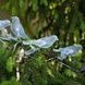 Гирлянда садовая декоративная Птички светящиеся на солнечной панели 5шт